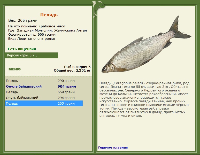 Жемчужина Алтая 