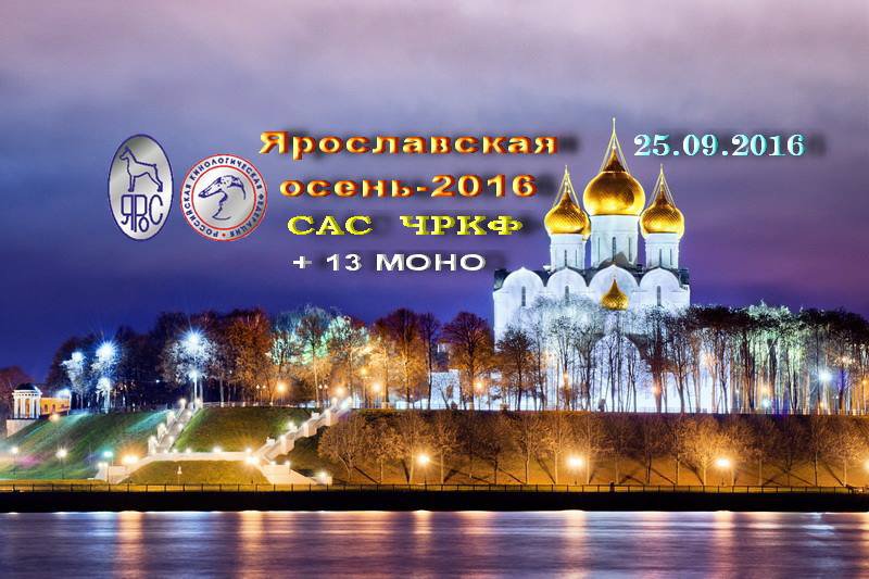  Молодой кобель шелти - Сэм.