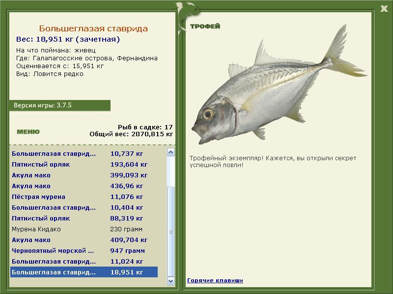 Большеглазая ставрида 