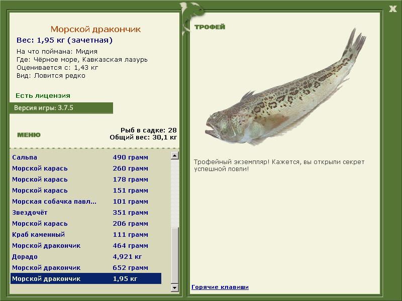 Морской дракончик 