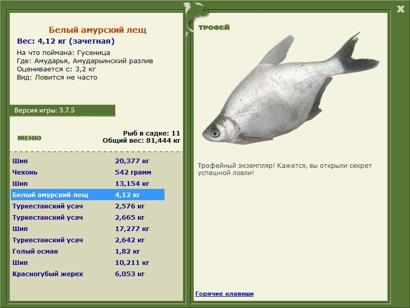 Белый амурский лещ 