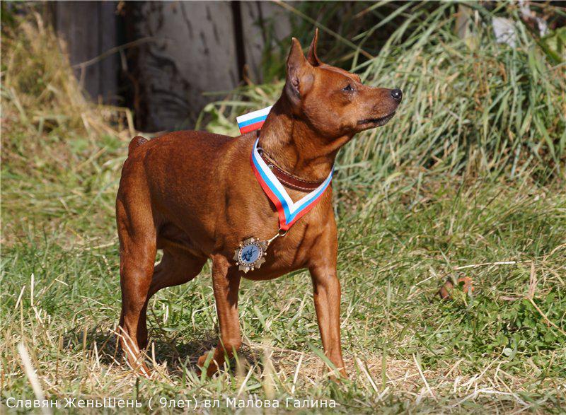 Цвергпинчеры питомника \\