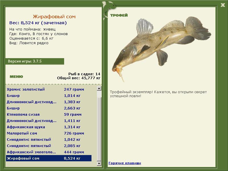 Жирафовый сом 