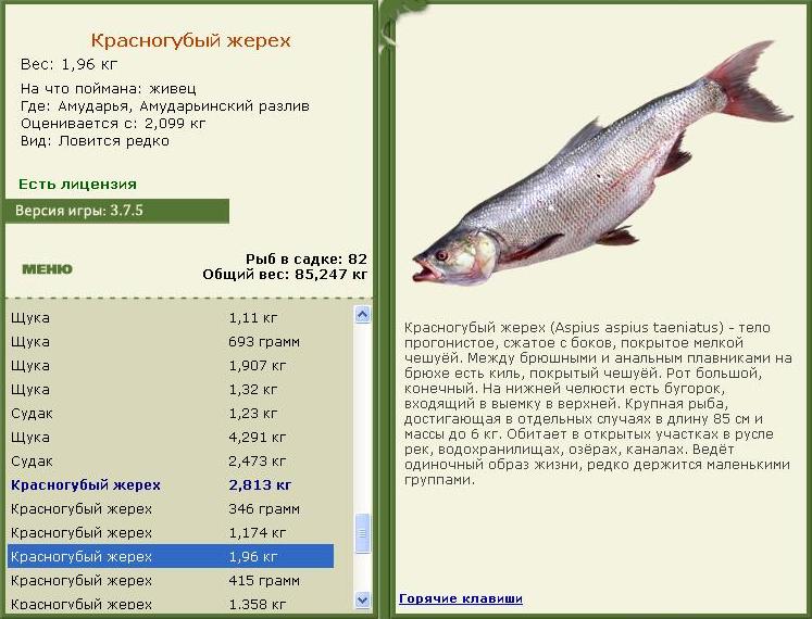 Амударья 