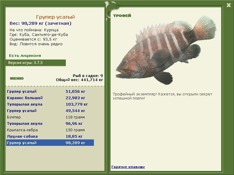 Групер усатый 