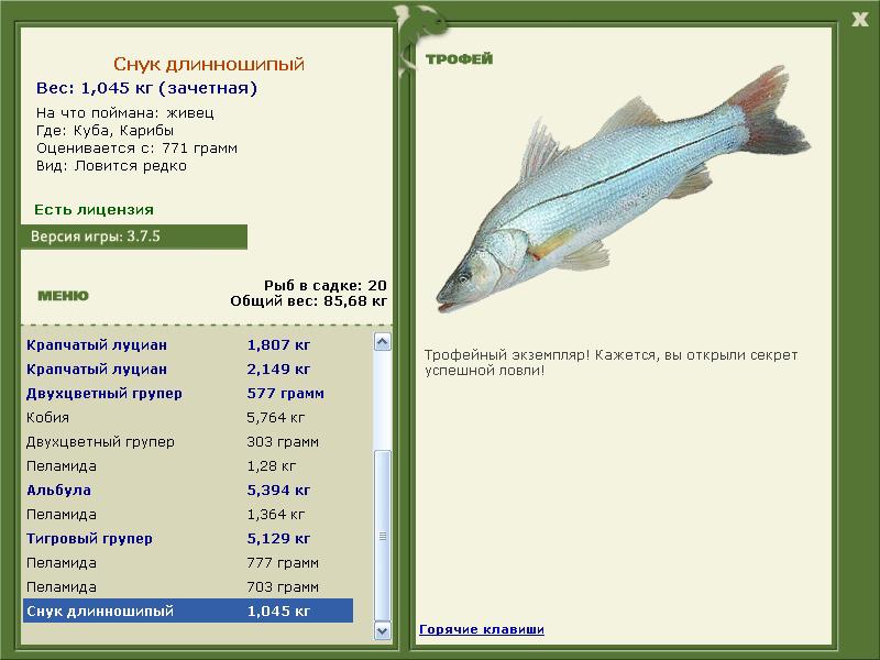 Снук длинношипый 