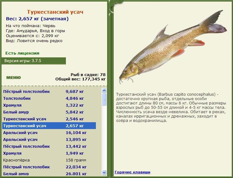 турниры • РУССКАЯ РЫБАЛКА