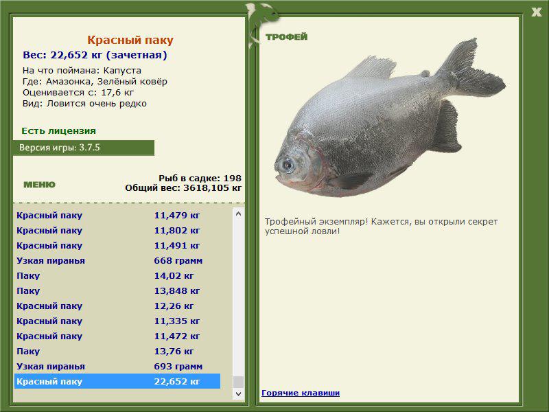 Красный паку 