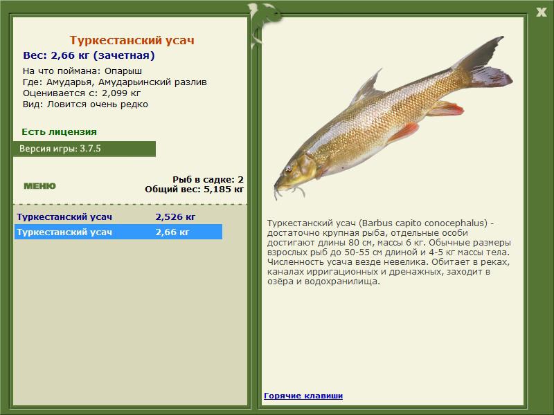 Ночной усатый охотник - Спортивное рыболовство