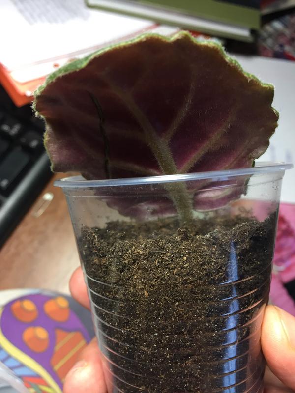 Как размножить фиалку листом в домашних условиях пошагово с фото воде