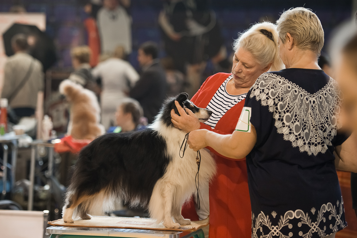  Монопородная ПК шелти, 8.10.16, Воронеж