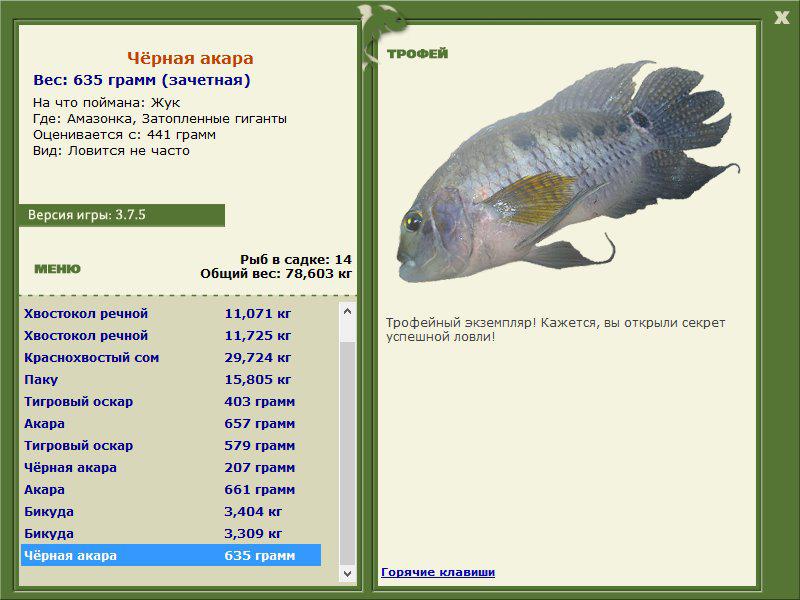 Чёрная акара 