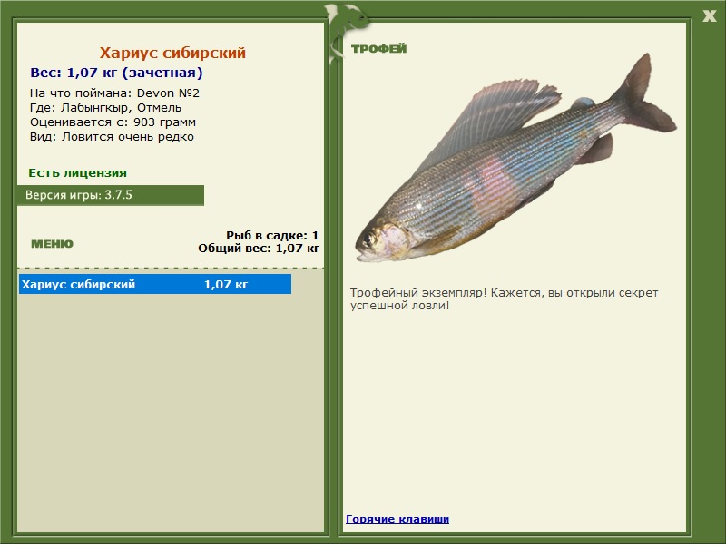 Хариус сибирский 