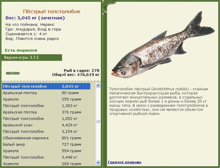 турниры • РУССКАЯ РЫБАЛКА