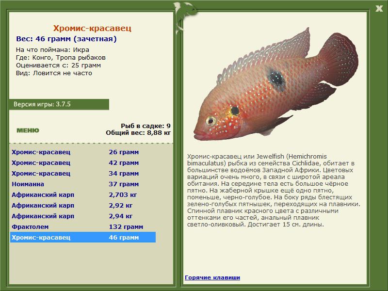 Конго 