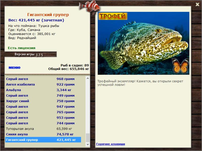 Гигантский групер 