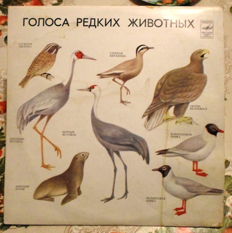  Винил, миньоны.