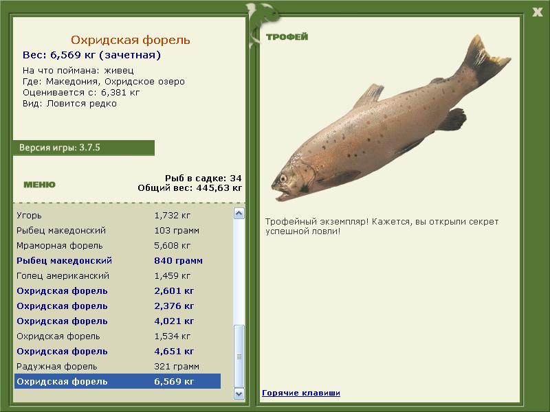 Охридская форель 