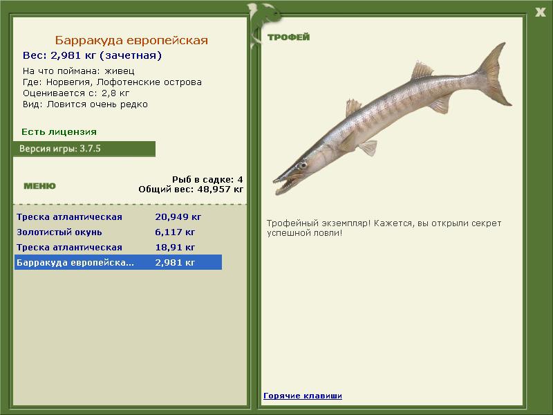 Барракуда европейская 