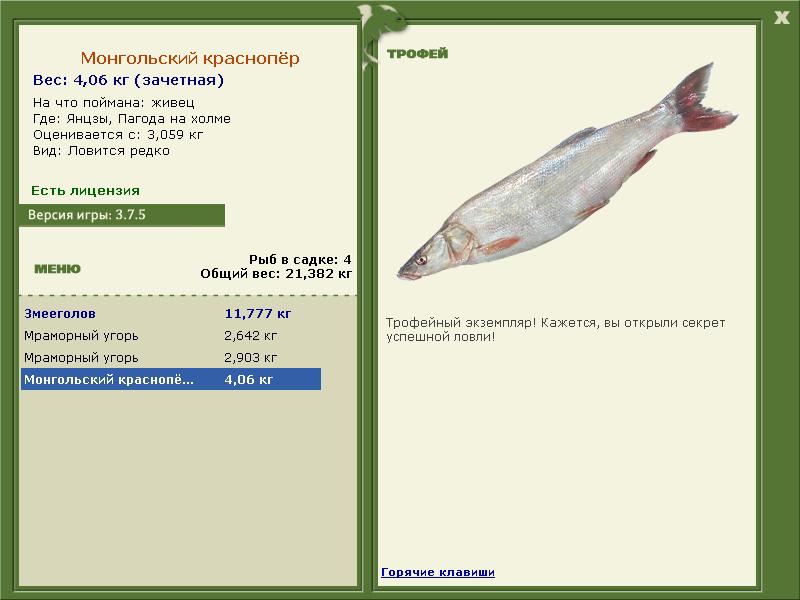 Монгольский краснопёр 