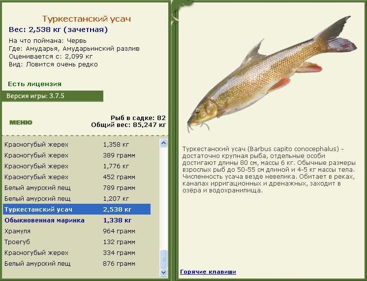 турниры • РУССКАЯ РЫБАЛКА