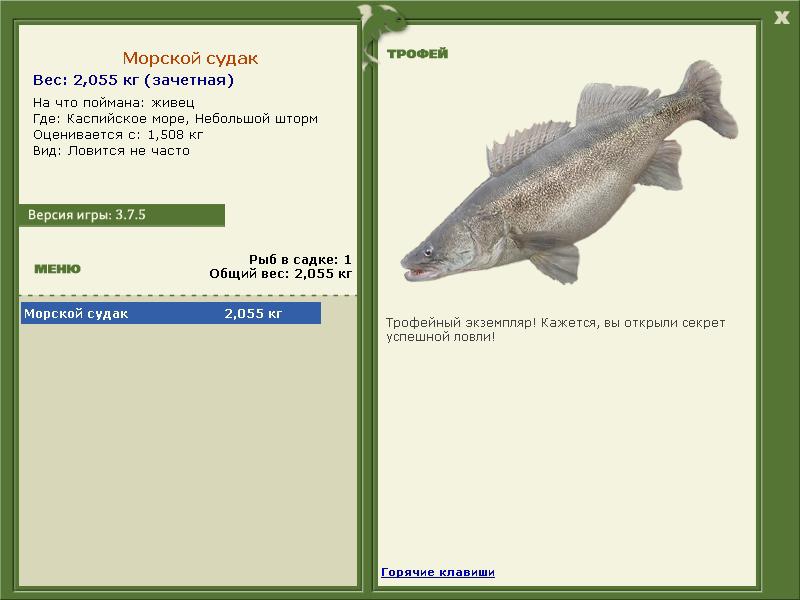 Морской судак 