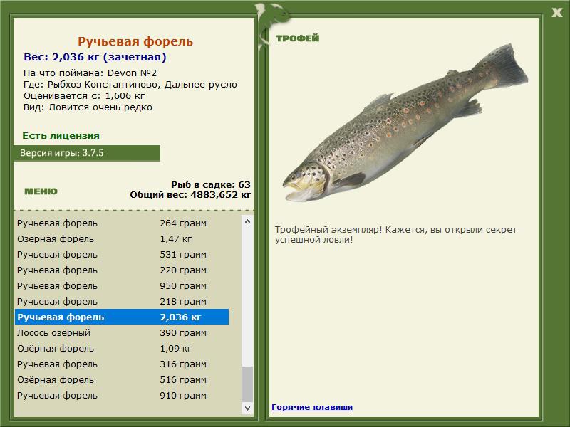 Ручьевая форель 