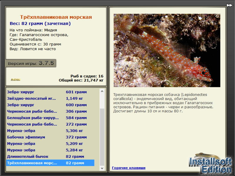 Трехплавниковая морская собачка 