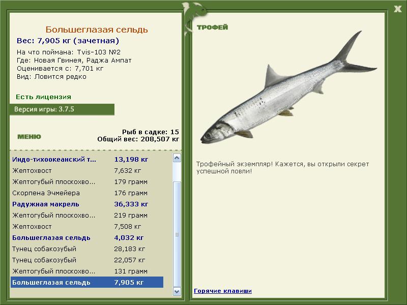Большеглазая сельдь 