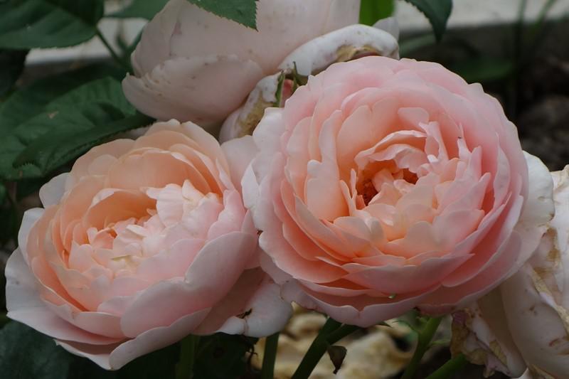 Цветение роз 2016