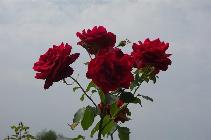 Цветение роз 2016