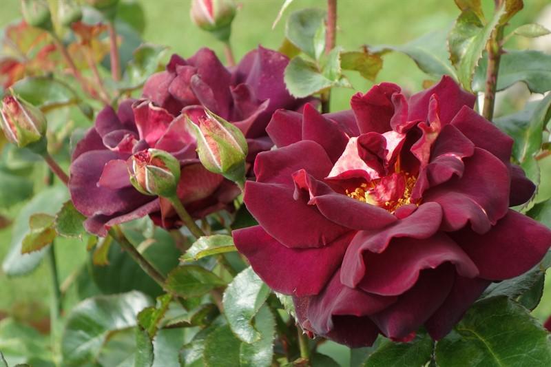 Цветение роз 2016