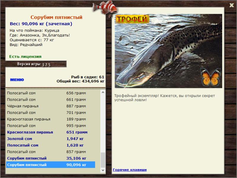 Сорубим пятнистый 