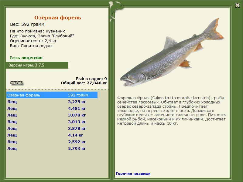 Залив \\