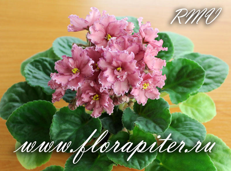 Фиалка На Сладкое Фото И Описание – Telegraph