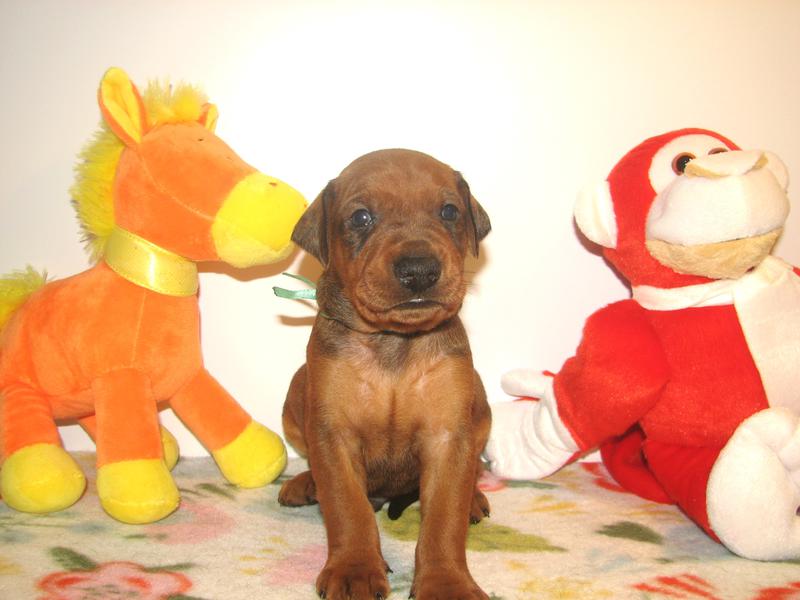  Просмотр темы - З-вездные детки!