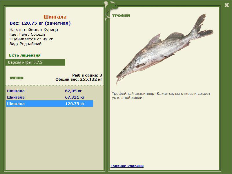 Шингала 