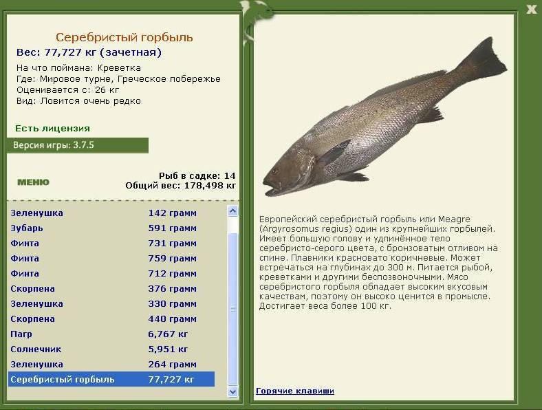 турниры • РУССКАЯ РЫБАЛКА