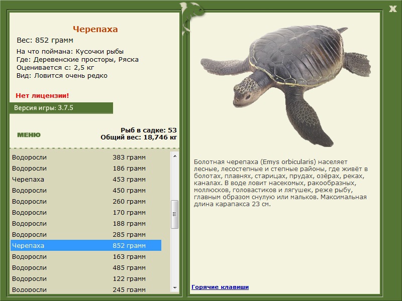 Ряска 
