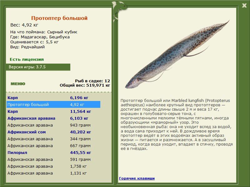 Бецибука 