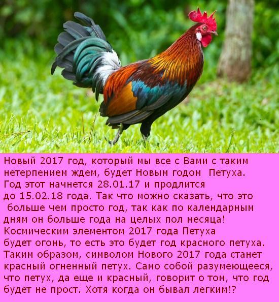 Рак Петух Гороскоп Характеристика