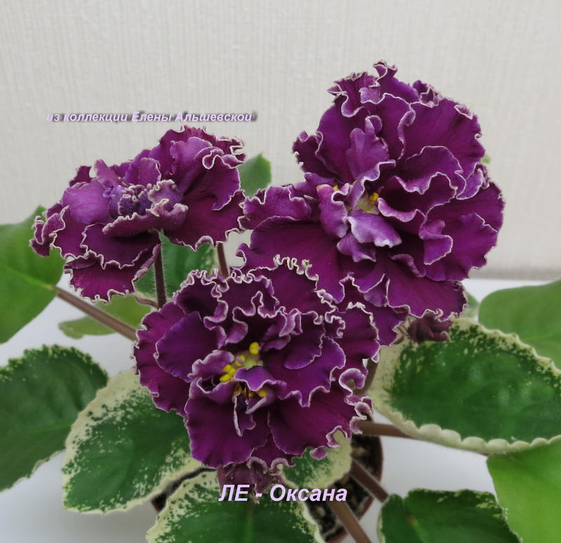 ЛЕ-Евгения.JPG African violets, Plants, African