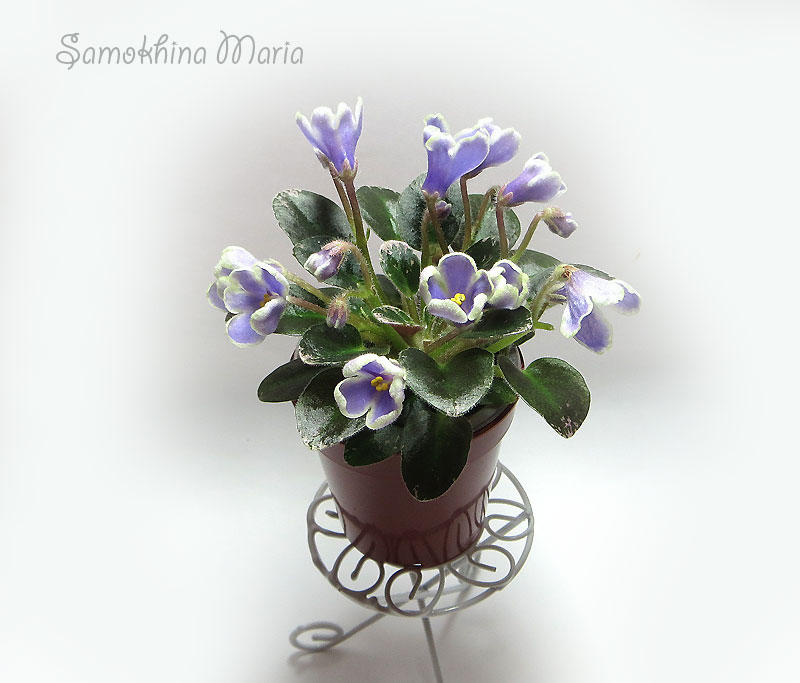 Н-Лесной Родник African violets, Indoor gardens, Plants