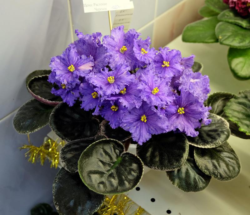 Куплю я дом (Елена Малеваная) / Стихи.ру