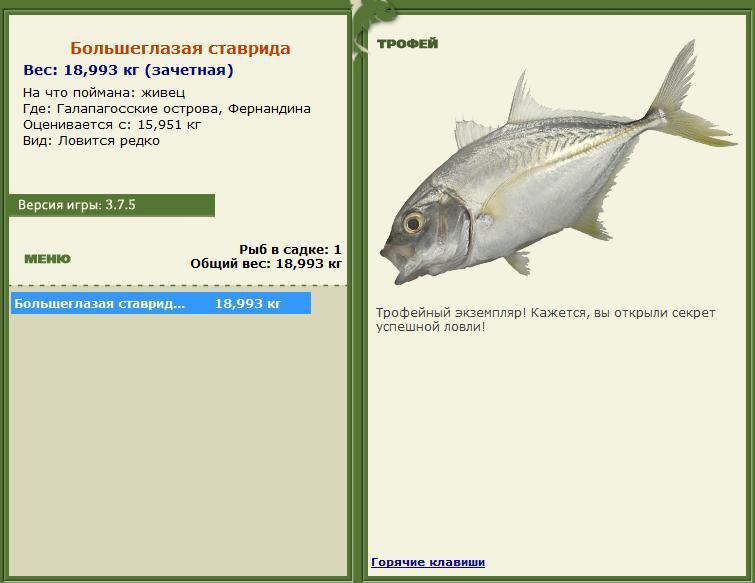Большеглазая ставрида 