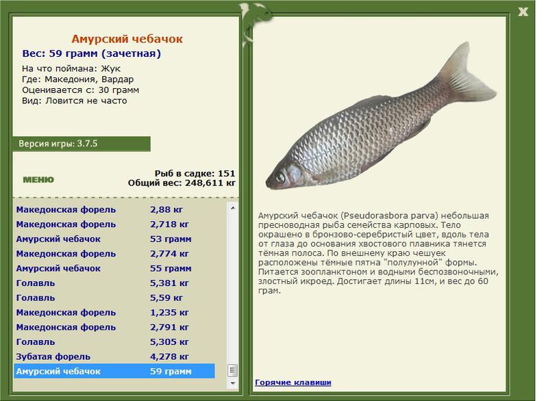 Амурский чебачок 