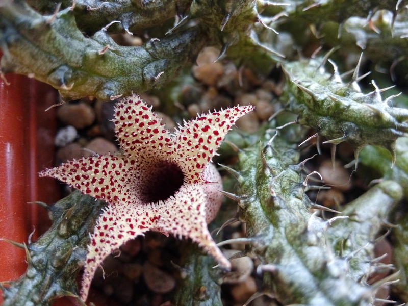 Stapelia hirsuta