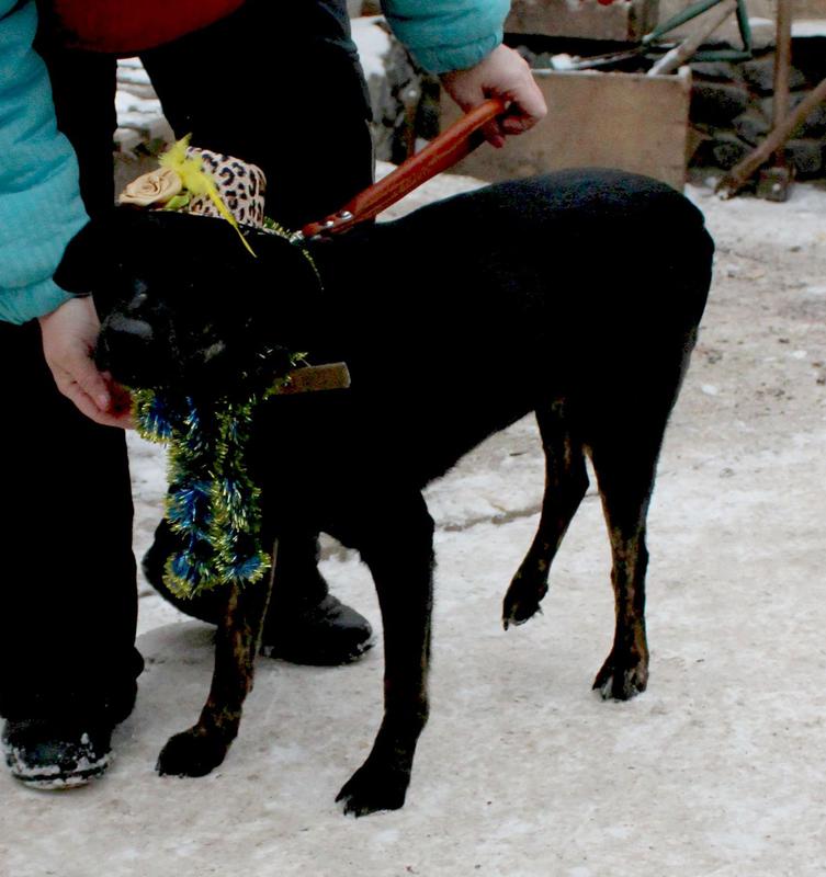  беременная подмашинница с переломами • Срочники!