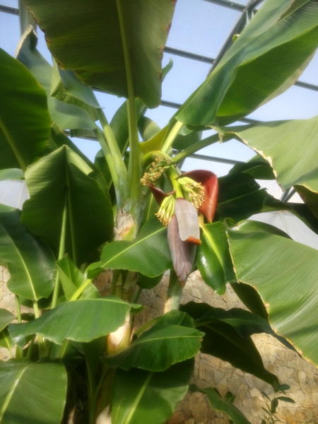Банан - уход за домашним растением Подробное описание растения