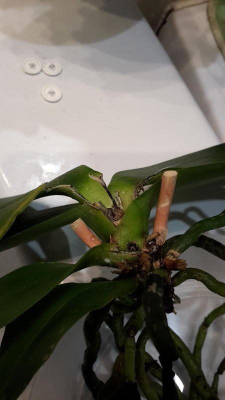 Восстановление орхидеи